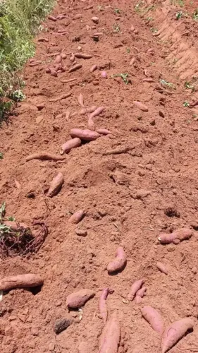fazenda com 60 hectares próximo a santa luzia de touros