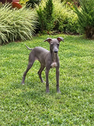 Galguinho italiano