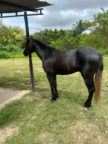 Cavalo potro 