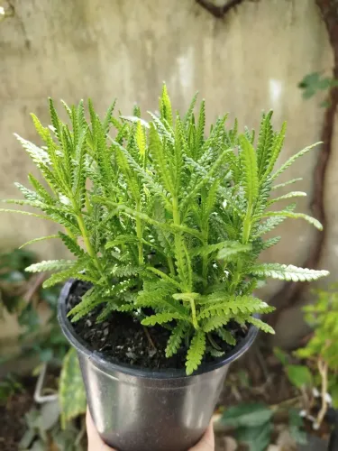 Lavandas lindas e grandes - Perfume e beleza para sua casa 