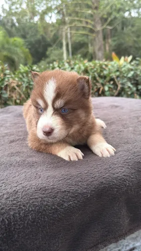 Husky Wolly