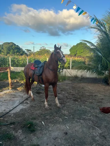 Vendo Égua Mestiça Mangalarga +Quarto de Milha