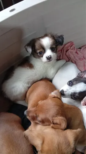 Chihuahua