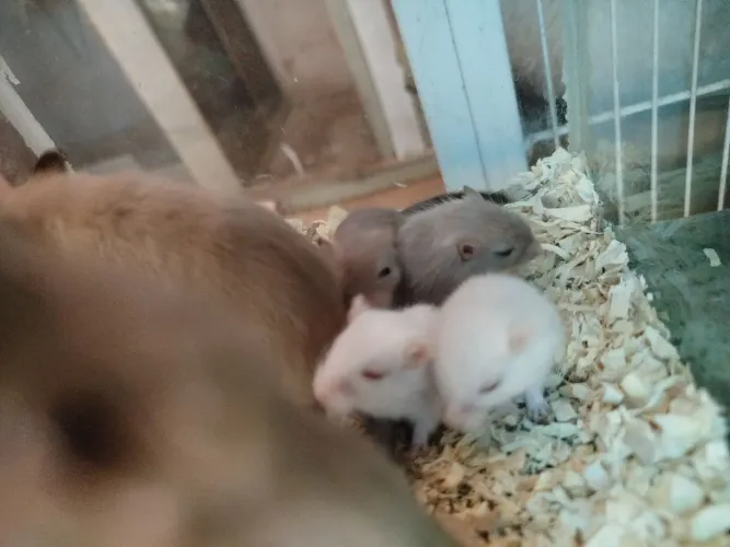 Gerbil filhote 