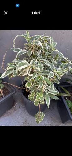 Vaso de plantas saudáveis