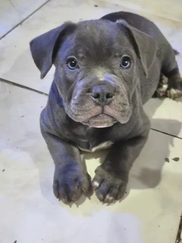 Filhote de americanBully macho cinza