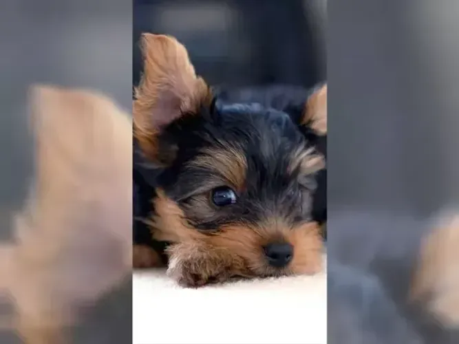 Cachorro filhote pelagem sedosa Yorkshire/York