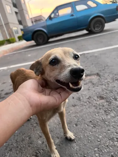 Cadelinha porte pequeno para adoção 
