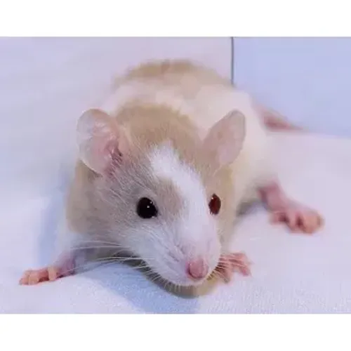Rato Twister