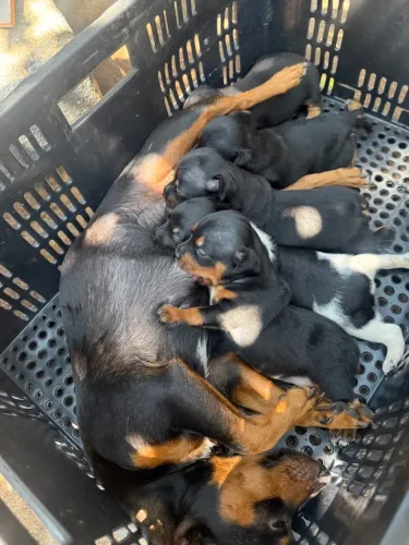Cachorro pinscher 1