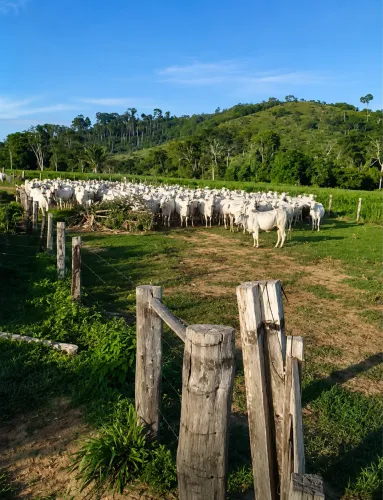 FAZENDA À VENDA NA ASSURINI - ALTAMIRA/PA