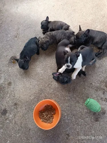 Bulldog francês