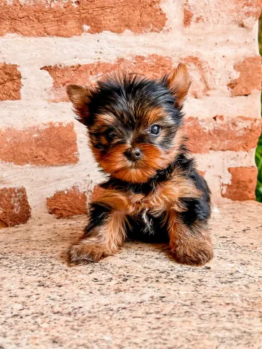 Yorkshire Terrier 