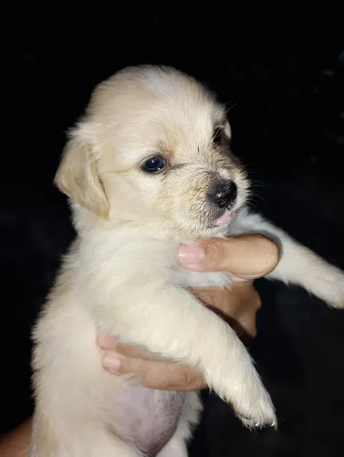 Poodle raça pura