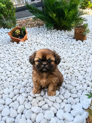 Shihtzu macho , linhagem exótica 