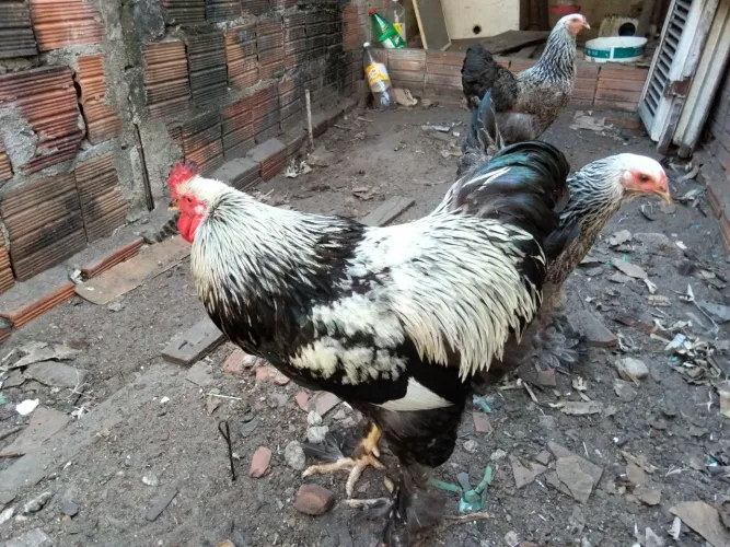 1 galo e 2 galinhas brahma dark