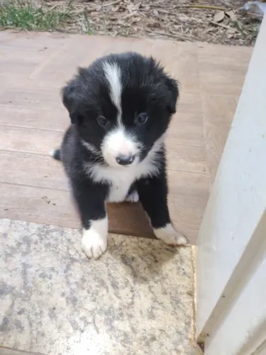 Filhote incrível pra você border Collie