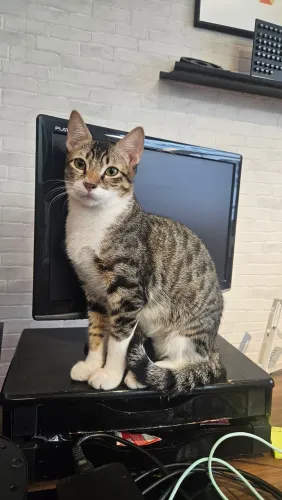 Gatinho amoroso para adoção