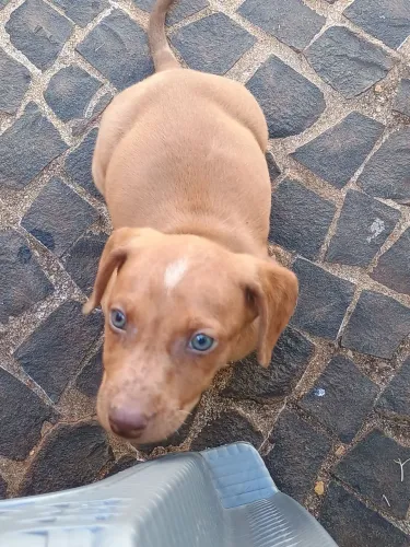 Basset macho arlequim, 45 dias, nasceu 09 abril de 2026.
