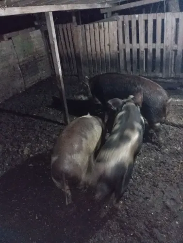 A venda 3 duas fêmeas e um macho porcos $5.000