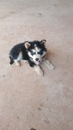 Vendo filhote husky siberiano