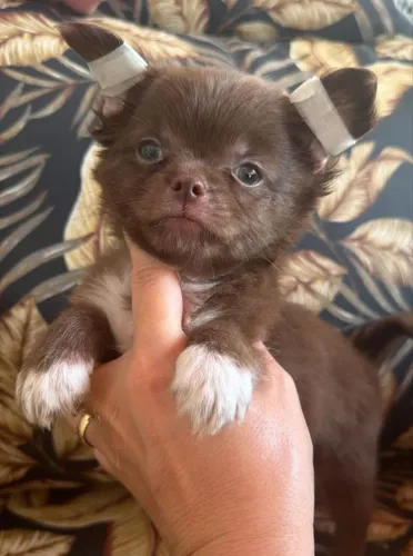 Chihuahua. Um rapaz de pelagem longa e um charme irresistível! 50 dias de vida