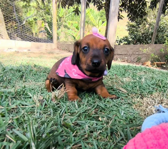 Filhote dachsround  Basset Salsicha 