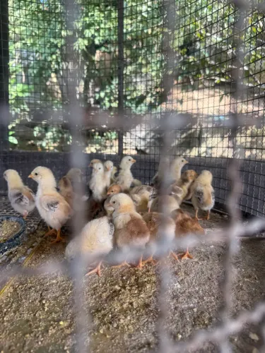 Vende-se pintinhos 