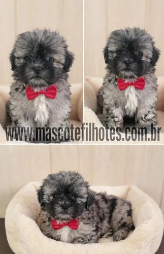 Lhasa Apso