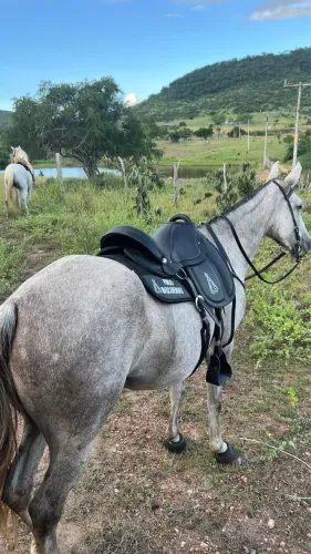 Égua mangalarga de picado 