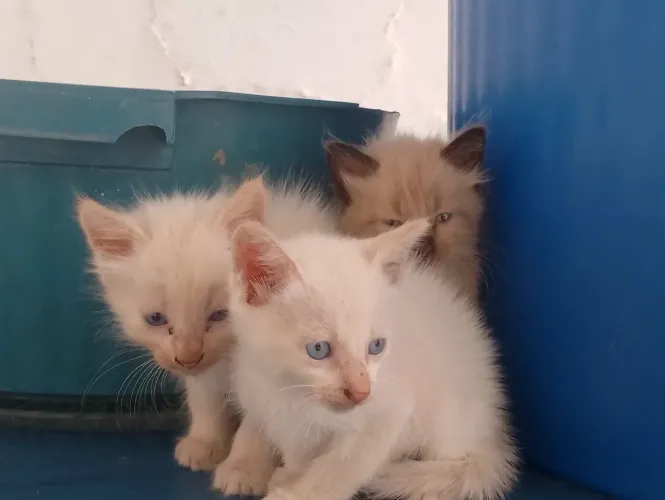 Gatinhos para adoção responsável