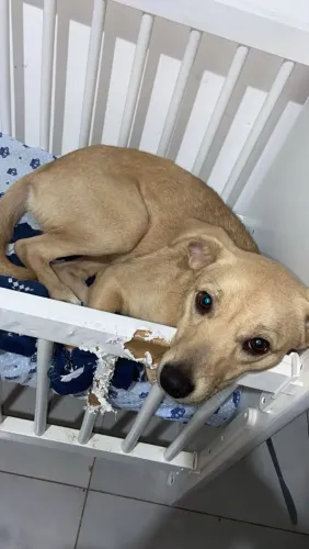 Doa se cachorro