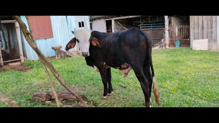 Boi para venda
