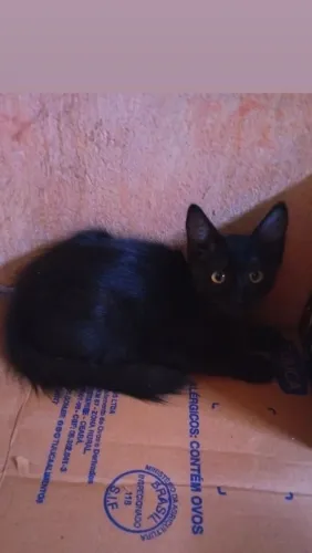 Gatinha 