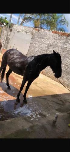 Égua e potra