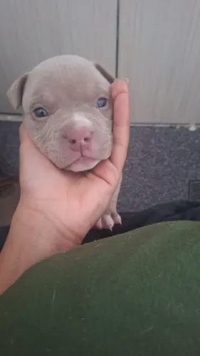 American bully