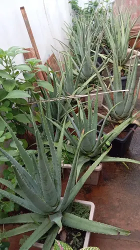 Vendo babosa pronto para uso