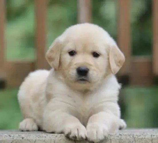 Golden Retriever Filhotes Padrão Premium.