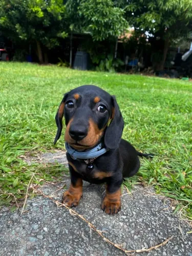 Filhotes de Dachshund para Quem Sonha com um Novo Companheiro
