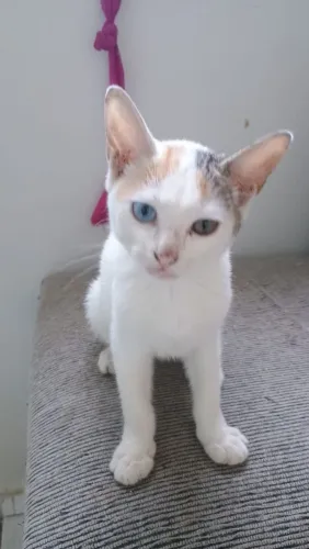 GATA FÊMEA FILHOTE PARA ADOÇÃO