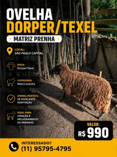 Ovelha Texel/Dorper matriz prenha