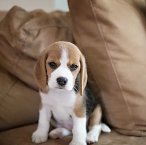 Beagle Aquele vazio? pode ser um cachorro que falta