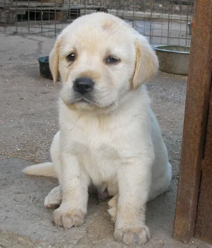 Filhote Labrador olhar meigo e fiel