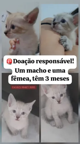 Doação responsável de gatinhos
