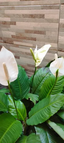 Muda de Planta " Lírio da paz"