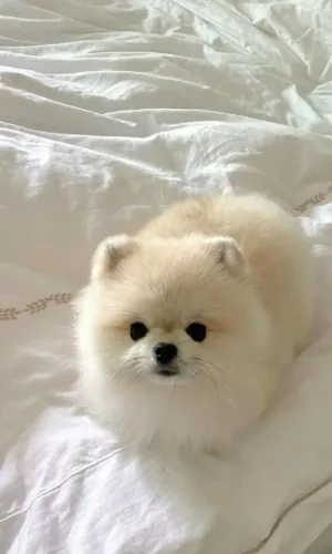 Filhotes de Spitz Alemão | Um filhote para chamar de seu.