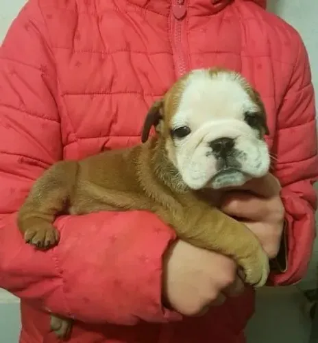 Bulldog ingles macho filhote Pedigree, Vacinação Importada e Contrato Exclusivo 