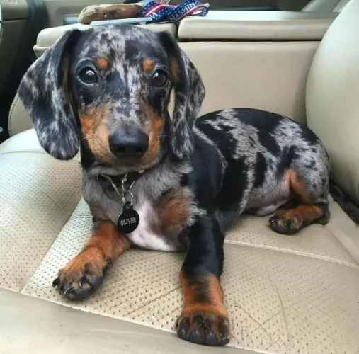 Basset Teckel A Venda