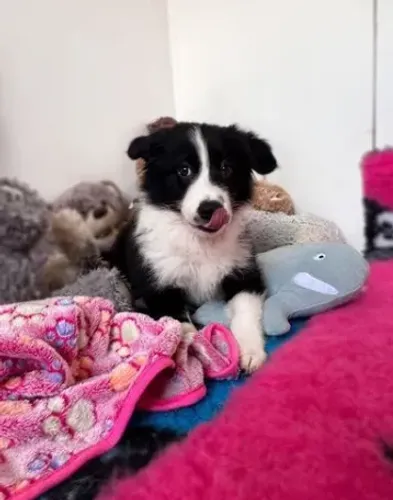 Border Collie tricolor leal e afetuoso