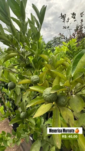 Muda de Mexerica Murcote 